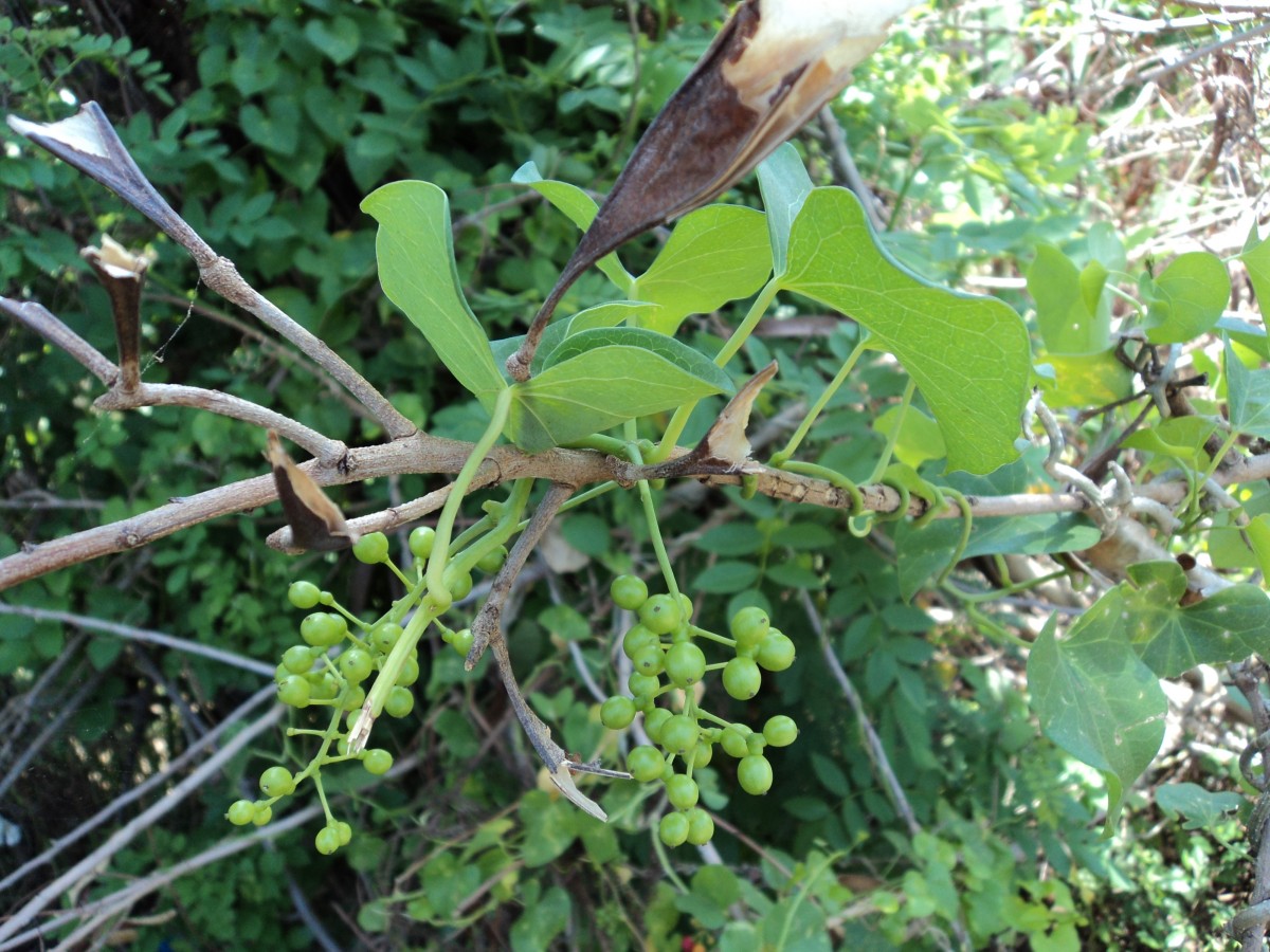 Tinospora cordifolia (Willd.) Hook.f. & Thomson